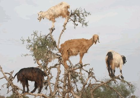 goat_tree_argan_climbing_morocco
